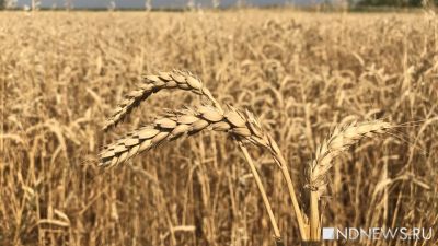 В Тюмени запустят мега-проект по экспорту зерна